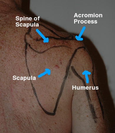 humerus bone anatomy. Humerus+one+landmarks