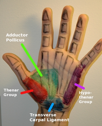 handmusc11.jpg