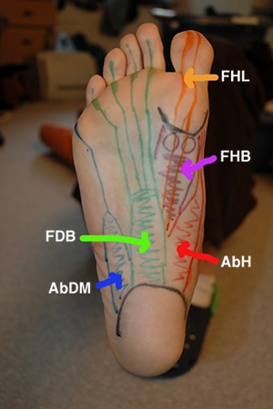 footmuscles.jpg