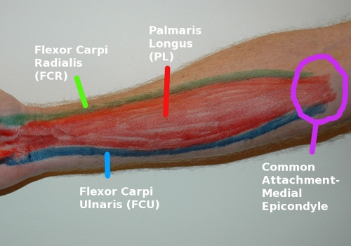 wristflexormuscle.jpg