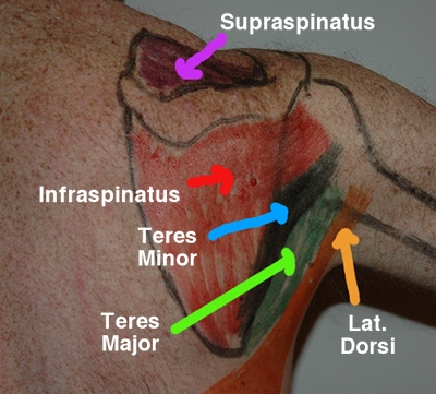 postshouldermusc11.jpg