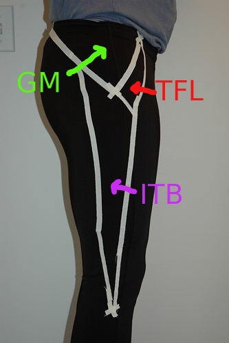 lathipmuscles.jpg